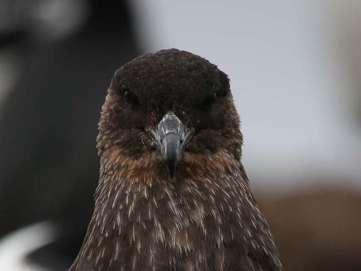Skua - Chile